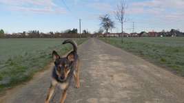 Hundeauslaufgebiet-Almerfeld/Im Schlinge-Bild