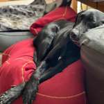 Ersteller:in Peter Profilbild