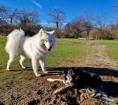 Hundeauslaufgebiet-Rot-weiss-Gelände-Bild