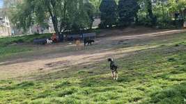 Hundeauslaufgebiet-Hundeplatz Orangerie-Bild