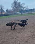 Hundeauslaufgebiet-Hundeplatz Orangerie-Bild