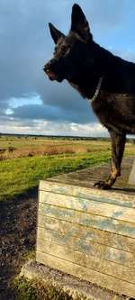 Leinenführigkeit-Beitrag-Bild