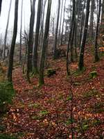 🐕Such bilder 🐕-Beitrag-Bild