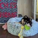 Ersteller:in Hongchi Profilbild