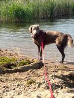 Hundeauslaufgebiet-Bernsteinsee-Bild