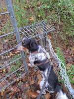 Hundeauslaufgebiet-Wellingsbüttler Landstraße Ost-Bild