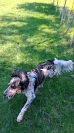 Hundeauslaufgebiet-Area Svago Cani-Bild