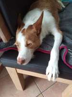 Suchmeldung-Oskar-Bild