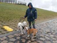 Suchmeldung-Astor-Bild