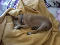 Suchmeldung-Zoe-Bild