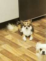 Suchmeldung-Bruno-Bild