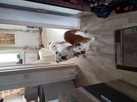 Suchmeldung-Astor-Bild