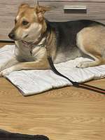 Suchmeldung-Bailey-Bild