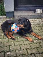 Suchmeldung-Hells-Bild