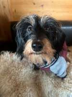 Suchmeldung-Zoey-Bild