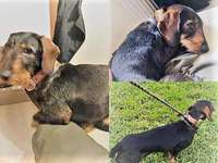 Suchmeldung-Räv-Bild