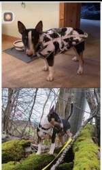 Suchmeldung-Addi-Bild