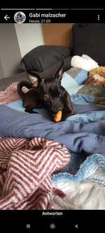 Suchmeldung-Pixel-Bild