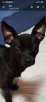 Suchmeldung-Pixel-Bild