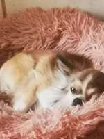 Suchmeldung-Bruno-Bild