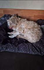 Suchmeldung-Odin-Bild