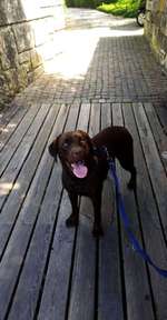 Suchmeldung-Samy-Bild