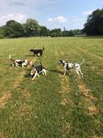 Hundeauslaufgebiet-Vorderes Rosental-Bild