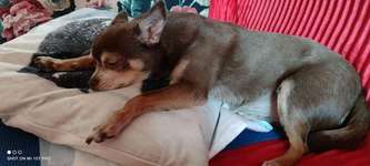 Suchmeldung-Schoko-Bild