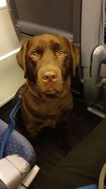 Suchmeldung-Samy-Bild