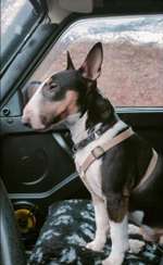 Suchmeldung-Addi-Bild