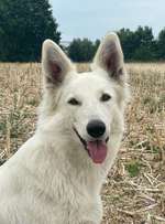 Suchmeldung-Filou-Bild