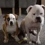 Suchmeldung-Astor-Bild