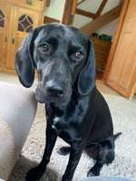 Suchmeldung-Frida-Bild