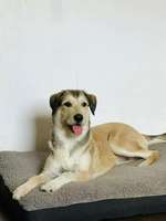 Suchmeldung-Ayla-Bild