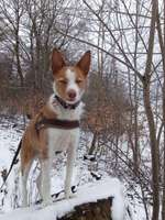 Suchmeldung-Oskar-Bild