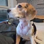 Starke Schmerzen nach dem Spazierengehen / Bandscheibenvorfall-Beitrag-Bild