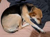 Suchmeldung-Bailey-Bild