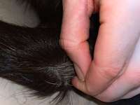 Weiße Haarwurzel/ Fellansatz-Beitrag-Bild