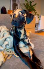 Neue Moderasse - "Wild Labrador"-Beitrag-Bild