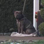 Der Fall "Sam" - Angriff oder missglückter Rettungsversuch?-Beitrag-Bild