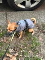 Rüde - Pinkelverhalten-Beitrag-Bild