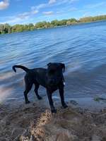 Hundeauslaufgebiet-Hundestrand Salzgittersee-Bild