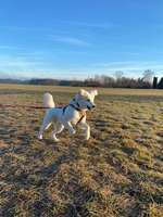 Hundeauslaufgebiet-Augsburg Stadtwald-Bild