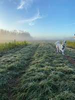 Hundeauslaufgebiet-Augsburg Stadtwald-Bild