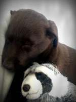 Das erste Bild eures Hundes-Beitrag-Bild