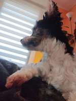 Rot verfärbte Vorderpfötchen-Beitrag-Bild