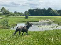Hundeauslaufgebiet-Fischtreppe-Bild