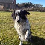 Hündin Maya krank, Unverträglichkeit?
Brauche Hilfe-Beitrag-Bild