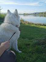 Hundeauslaufgebiet-Hundestrand Werratalsee Ostufer-Bild