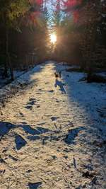 Hundeauslaufgebiet-Hundewald Trappenkamp-Bild